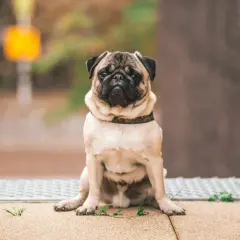 Smutny mops siedzi na chodniku, zastanawiając się, jak odchudzić psa.