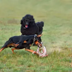 Doberman w kagańcu z zębami chwyta zabawkę, podczas gdy czarny pudel obserwuje go z tyłu. Doberman agresywny w akcji.