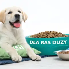 Szczeniak labradora leży na poduszce obok miski z karmą dla szczeniąt ras dużych.