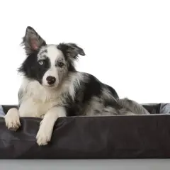 Border collie z heterochromią, leżący w legowisku, zaprzecza stereotypom, że czy border collie jest agresywny.