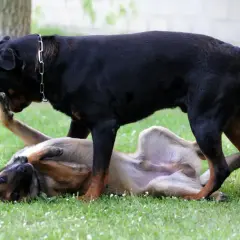 Czarny pies z łańcuchem na szyi "atakuje" leżącego na plecach psa. Zabawa w domu.