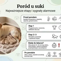 Labradorka z szczeniętami. Informacje o porodzie u suki, w tym ile trwa ciąża u psa i sygnały alarmowe.
