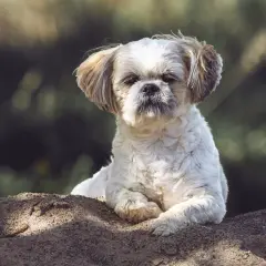 Shih tzu na piasku, zastanawia się, czy pies może jeść kapustę kiszoną.