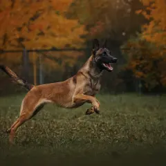 Dynamiczny owczarek malinois w skoku na tle jesiennych drzew.