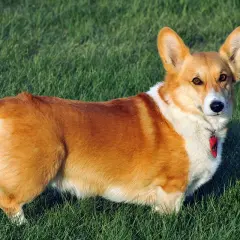 Rudy corgi na zielonej trawie. Corgi ile żyje? Średnio 12-15 lat, ale ten wygląda na zdrowego i pełnego energii!