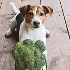 Jack Russell z brokułem na drewnianej podłodze. Czy pies może jeść brokuły? Ten psiak wygląda na zaintrygowanego.