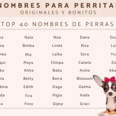 Lista "Top 40 Nombres de Perras" z uroczym pieskiem. Szukasz najładniejsze imię dla suczki? Znajdziesz tu inspiracje jak Luna, Kira, czy Lola.