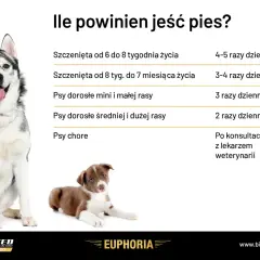 Tabela: ile powinien jeść szczeniak i dorosły pies. Podano częstotliwość karmienia w zależności od wieku i wielkości psa.