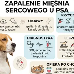 Grafika o zapaleniu mięśnia sercowego u psa. Objawy: apatia, brak apetytu, duszność, kaszel, omdlenia. Przyczyny: choroby odkleszczowe, toksyny, uraz. Diagnostyka: EKG, echo serca, badania krwi, troponina. Leczenie: stabilizacja, leczenie przyczyn, kon...
