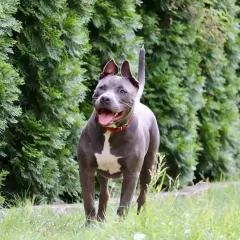 Szary pitbull z białą plamą na piersi, z otwartym pyskiem i językiem na wierzchu, biegnie przez trawę. Jego uścisk szczęki jest gotowy do zabawy.