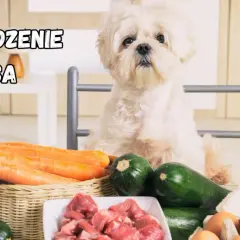 Biały piesek czeka na domowe jedzenie dla psa: marchew, cukinia, mięso i jajka.