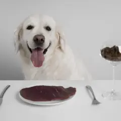 Uśmiechnięty golden retriever czeka na posiłek. Na stole talerz z surowym mięsem i kieliszek z karmą, symbolizujące dietę BARF.