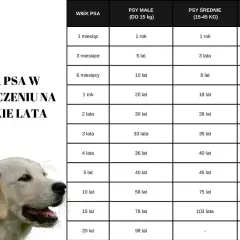 Tabela porównująca wiek psa w ludzkich latach. Dowiedz się, ile żyje golden retriever w przeliczeniu na ludzkie lata.