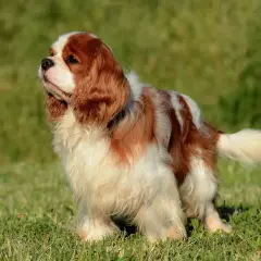 Uroczy cavalier king charles spaniel rudy, z białymi łatami, stoi na zielonej trawie, patrząc w górę z zaciekawieniem.