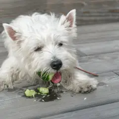 Biały piesek westie gryzie ogórka, a wokół leżą jego kawałki. Czy pies może ogórka? Ten wygląda na zadowolonego!