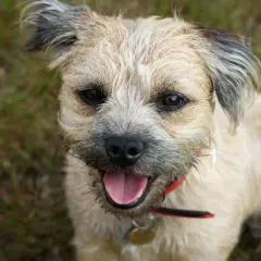 Uśmiechnięty border terrier z rudawym futrem i czarnymi uszami, siedzący na trawie.