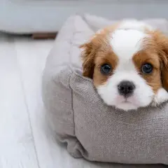 Uroczy szczeniak Cavalier King Charles Spaniel w swoim legowisku. Chcesz wiedzieć, jak oduczyć psa sikać w domu? Ten maluch potrzebuje cierpliwości i konsekwencji.