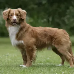 Rudy retriever z Nowej Szkocji, z białym znaczeniem na piersi, stoi na zielonej trawie.