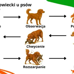 Cykl łowiecki psa: namierzanie, obserwacja, podkradanie, pogoń, chwycenie, rozszarpanie, konsumpcja, posiadanie zdobyczy.