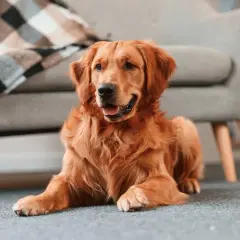 Złoty retriever leży na dywanie obok kanapy. Wygląda na smutnego, jakby czekał na powrót właściciela, bo szczeniak piszczy jak zostaje sam.