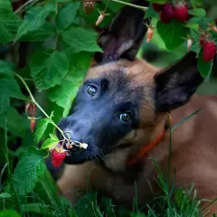 Szczeniak belgijskiego owczarka malinois próbuje malin prosto z krzaka. Czy pies może maliny? Ten maluch zdaje się mówić tak!