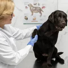 Weterynarz bada łapę brązowego labradora, upewniając się, czy pies może jeść czekoladę.