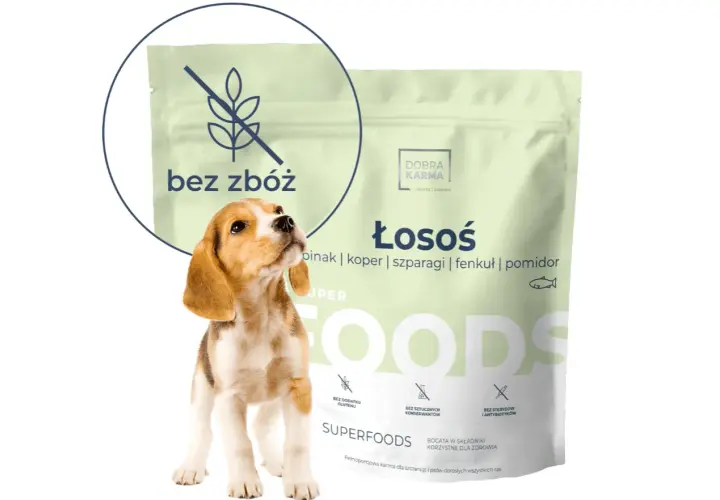 Szczeniak beagle obok opakowania karmy suchej dla małych ras "Dobra Karma" z łososiem, bez zbóż.