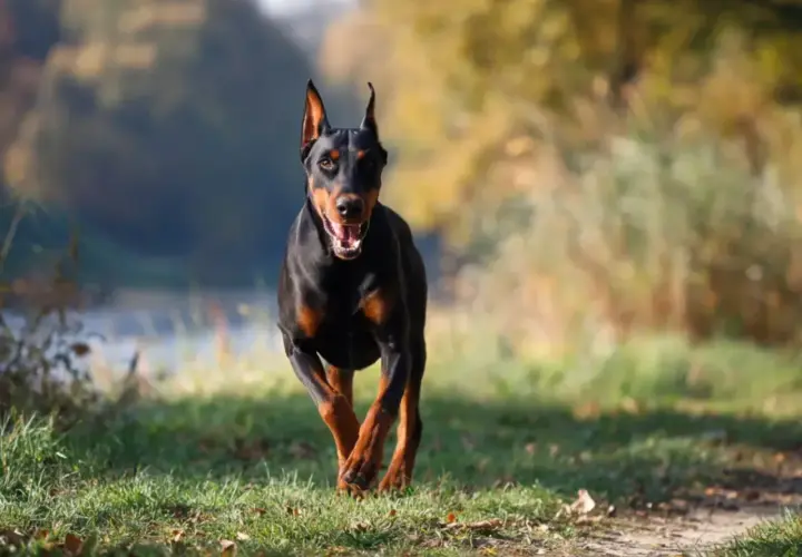 Czarny doberman biegnie przez trawiasty teren. Jego waga jest idealnie proporcjonalna do sylwetki, co widać po jego dynamicznym ruchu.
