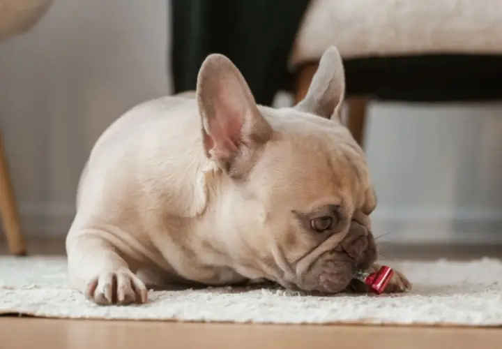 Francuski buldog z zespołem pica gryzie czerwoną trąbkę imprezową na dywanie.
