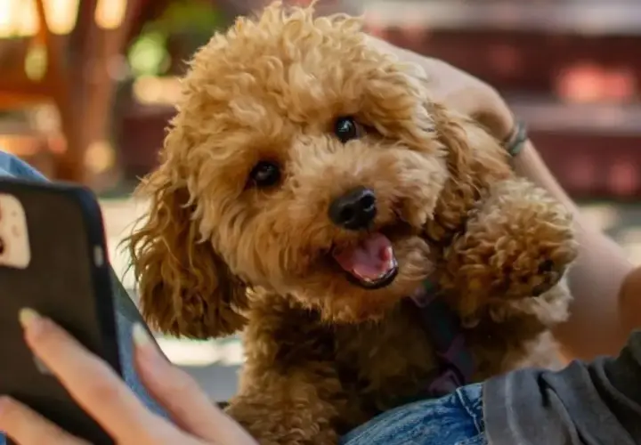 Słodki maltipoo z kręconymi, brązowymi włosami patrzy na telefon.