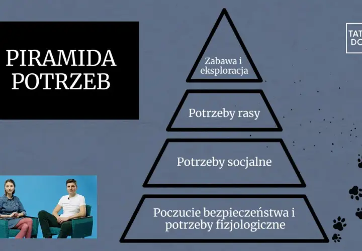 Piramida potrzeb psa: zabawa, potrzeby rasy, socjalne, bezpieczeństwo i fizjologiczne.