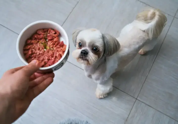 Mały piesek Shih Tzu z zaciekawieniem patrzy na miseczkę z surowym mięsem. To pyszny indyk dla psa, który czeka na swojego pupila.