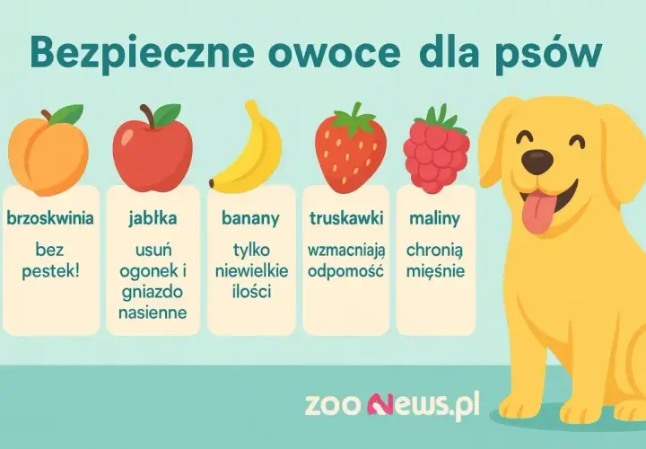 Czy pies może jeść brzoskwinie bez pestek? Grafika pokazuje bezpieczne owoce dla psów: brzoskwinie, jabłka, banany, truskawki i maliny.