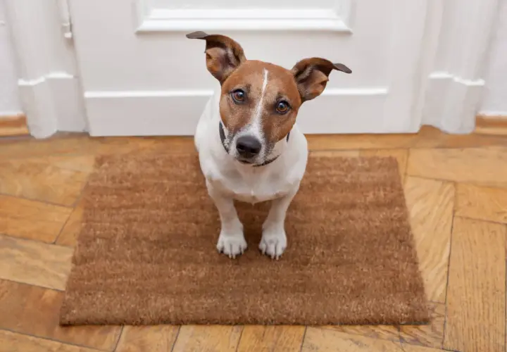 Jack Russell na wycieraczce, spokojny piesek, który przechodzi odwrażliwianie psa na dźwięki.