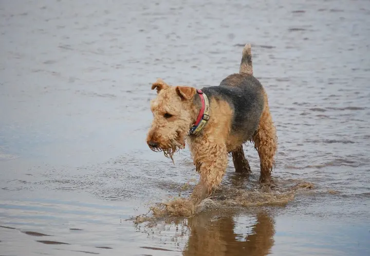 Radosny airedale terrier brodzi w wodzie, rozpryskując błoto.