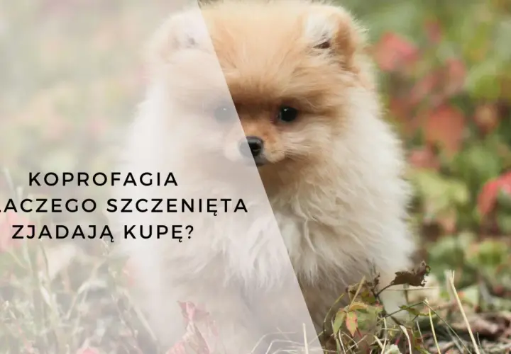 Uroczy szczeniak, który zjada swoje odchody, budzi pytania o koprofagię u młodych psów.