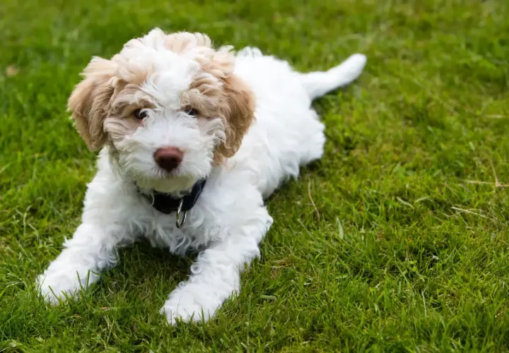 Uroczy szczeniak rasy lagotto romagnolo leży na zielonej trawie, z zaciekawieniem patrząc w obiektyw.