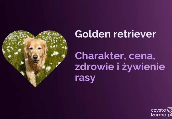 Golden retriever w sercu pola kwiatów. Dowiedz się, jaka karma dla goldena jest najlepsza, poznaj jego charakter, zdrowie i cenę.