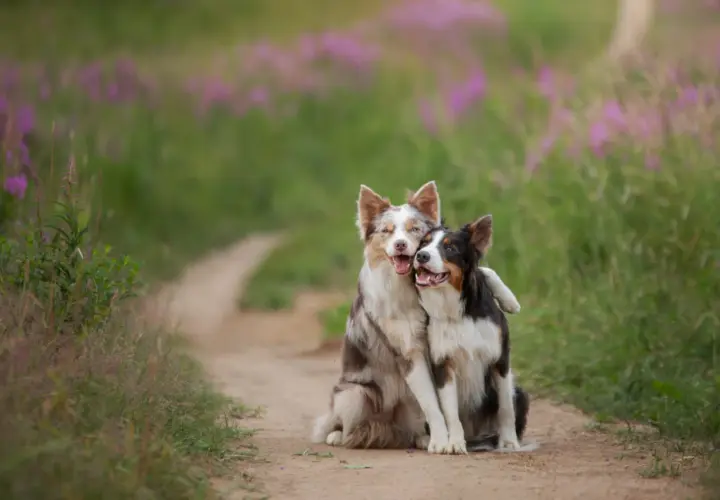 Dwa border collie przytulają się na ścieżce. Ile żyje border collie? Średnio 10-17 lat, ale te psy wyglądają na szczęśliwe i zdrowe!