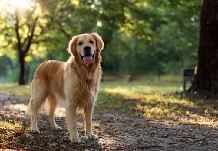 Uśmiechnięty golden retriever w parku. Czy golden retriever jest agresywny? Ten piesek z pewnością nie!