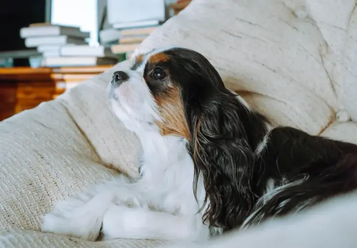 Cavalier King Charles Spaniel, jeden z tych psów które nie szczekają, leży na kanapie, wpatrzony w dal.