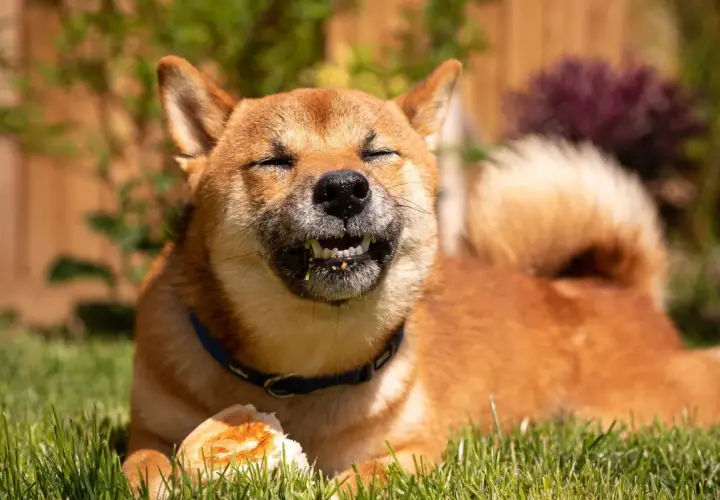 Shiba Inu z zamkniętymi oczami gryzie kawałek chleba, jakby odpowiadając na pytanie, czy psy mogą jeść chleb.