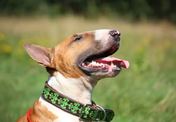 Bull terrier, jedna z groźnych ras psów, z językiem na wierzchu, w zielonej obroży z ozdobnym wzorem.