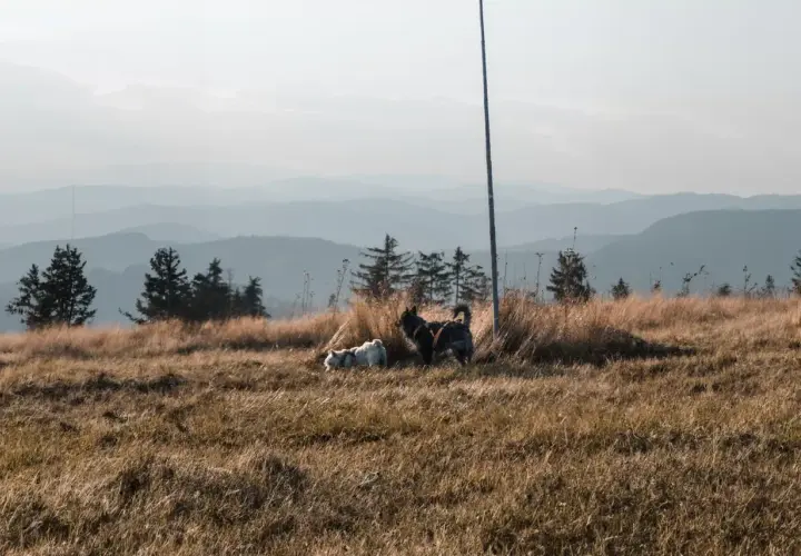 Dwa psy w trawie na tle łagodnych pasm gór świętokrzyskich.