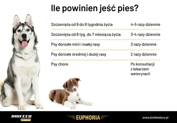 Ile razy dziennie karmić psa? Tabela podpowiada: szczenięta 4-5 razy, dorosłe psy 2-3 razy, chore po konsultacji z weterynarzem.