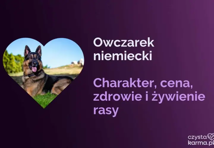 Owczarek niemiecki w sercu. Dowiedz się, jaka karma dla owczarka niemieckiego jest najlepsza, poznaj jego charakter, zdrowie i cenę.