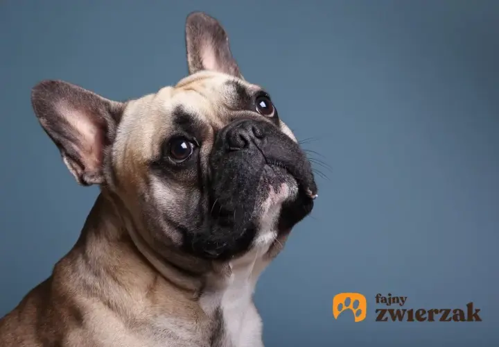 Uroczy buldog francuski z zaciekawieniem spogląda w górę. Jego waga jest idealna, by być pieszczochem.