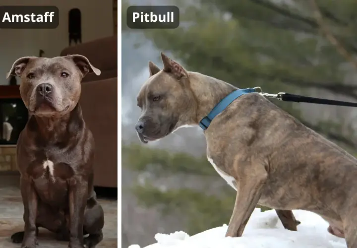 Dwa psy, Amstaff i Pitbull, prezentują różne rasy pitbulli. Jeden siedzi w domu, drugi stoi na śniegu.