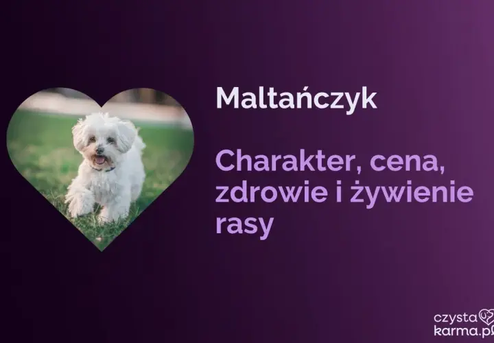 Uroczy piesek rasy maltańczyk biegnie po trawie. Tekst informuje o charakterze, cenie, zdrowiu i żywieniu tej rasy.