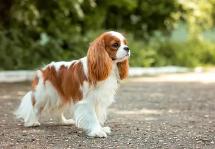 Uroczy cavalier king charles spaniel o rudych łatach na białym futrze, spacerujący po kamienistej ścieżce wśród zieleni.